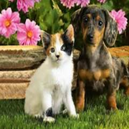 Cat and dog Roblox decal
