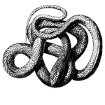 The Snake Scales