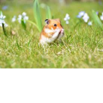 cute hamsterss :3