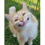 funny cat stuff