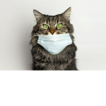 da cat fan group