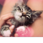 The kitty’s!!!