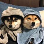 The Dogmain