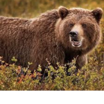 The bear kings
