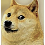 Doge’s group :)