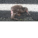 Kiwis Unite!