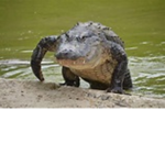 Crocodille club