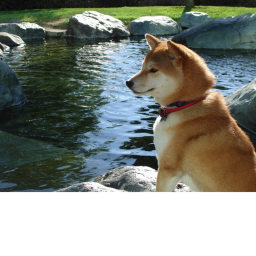 Doge Training [INTERVIEWS]
