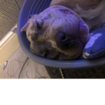 sizzle the sausage