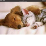 Puppies and kittens for ever