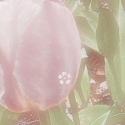 ⋆ ˚｡⋆୨♡୧⋆ ˚｡⋆