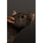 The rat space