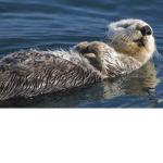 Ducky's I Group