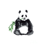 The Aesthetic Panda Club
