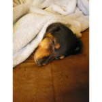 Niijiis's puppy group