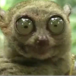 Rotisserie Lemurs