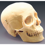 first class human skull