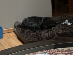Alien_zoey