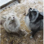 Save a Fox Group