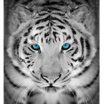 Tigres blancos