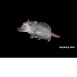 ratsss club
