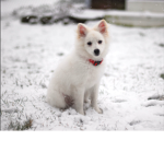The Eskimo Dog Appreciation Group