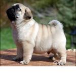 who die’s for pugs? PUG TEAM