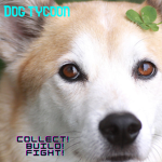 Huskycorgi710 fans