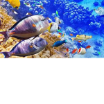 FISH LIVES MATTER