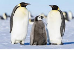 #Penguin Squad Forever