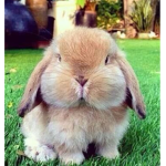 Chubby x bunny squad