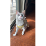 Cat Club House