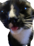 Silly Kryptoid's :3