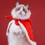 cat clan group meowz