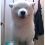 Doge Club Group