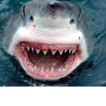 House of shark