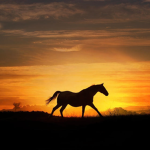 ~ Horse Squad ~