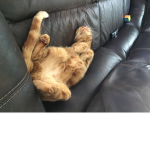 Cat ##### cat person