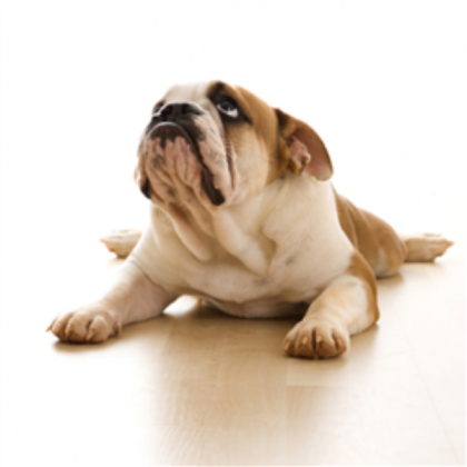 Bull Dog Roblox decal