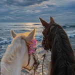 Blue Sea Equestrian Academy