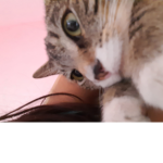 Casi hermanas uwu