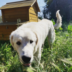 Doggo Fat