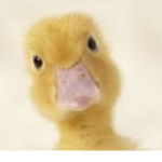 THE EVIL EVIL EVIL DUCK