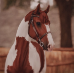 +*Equestrian clothes*+