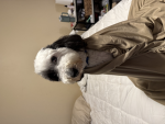 Katsy little dog