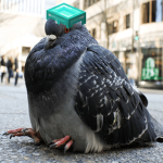 Big Pigeon Crew