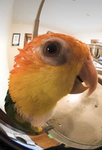 CarlCave