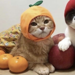 Orange cats are cute
