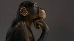 Chimp Crusaders