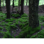 Drenched Moss [DW]